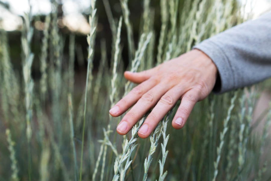 Hand of a Woman Stroking Tall Grass in Nature
