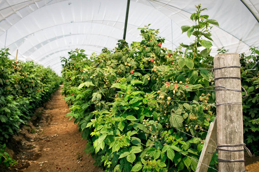 Raspberry Plants Growing Protected at a Farm in Northern California