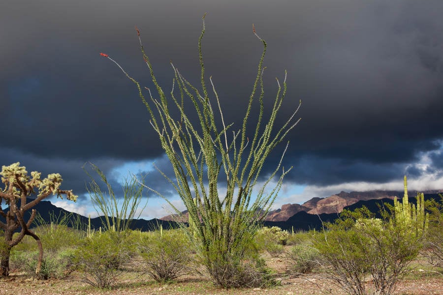 Blooming Ocotillo Plant in a Desert with Dramatic Clouds Behind
