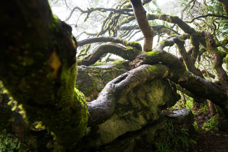 Moss Covered Warped Tree in a Misty Forest