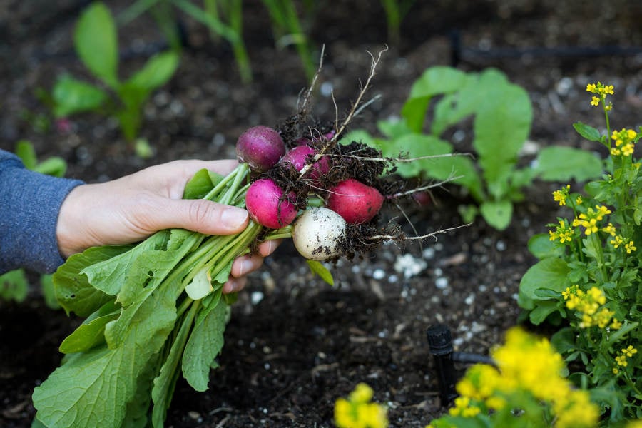 Woman's Hand Holding a Bunch of Radishes of Various Colors