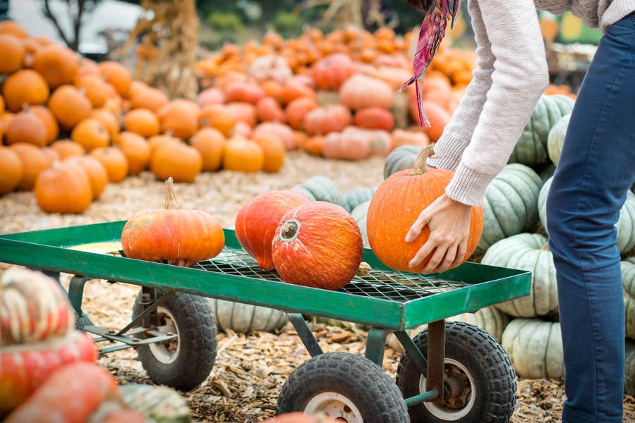Woman Placing Pumpkin on a Cart at a Farm