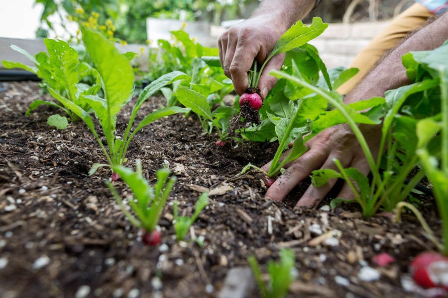 Man Pulling a Red Radish from a Garden Bed