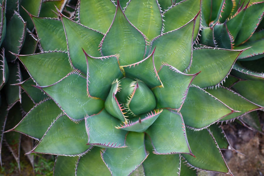 Directly from Above View of a Succulent Plant