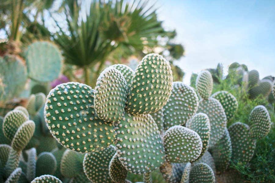 View of a Prickly Pear Cactus in a Desert