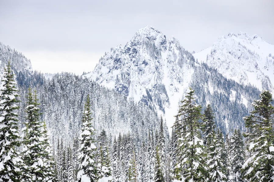 View of Snow-Covered Mountains with Evergreens in the Foreground