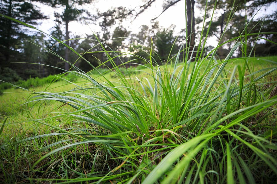 Low-Angle View of a Grass on a Mountain Meadow