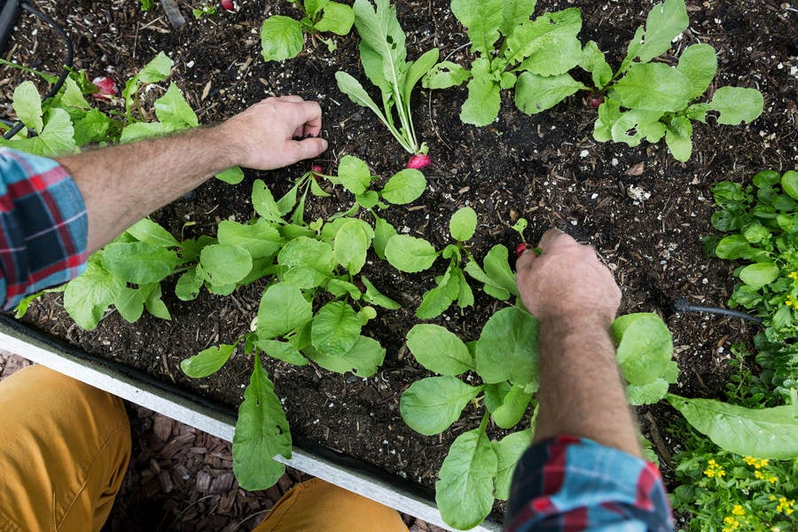 Overhead View of a Man Pulling a Radish from a Garden Bed