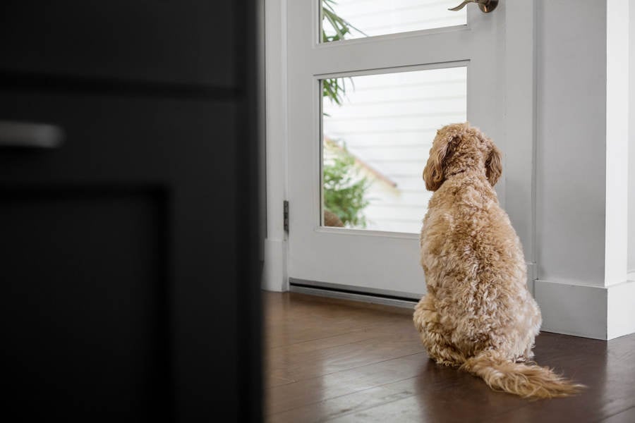 Goldendoodle Dog Sitting by a Door and Looking Outside 