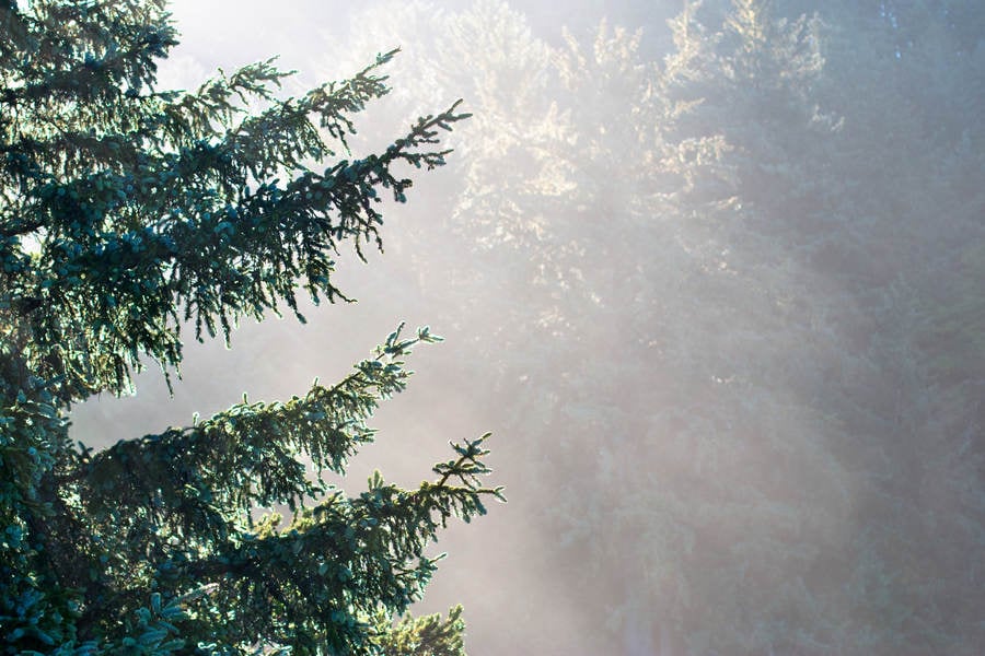 Backlit View of an Evergreen with a Morning Mist in the Background