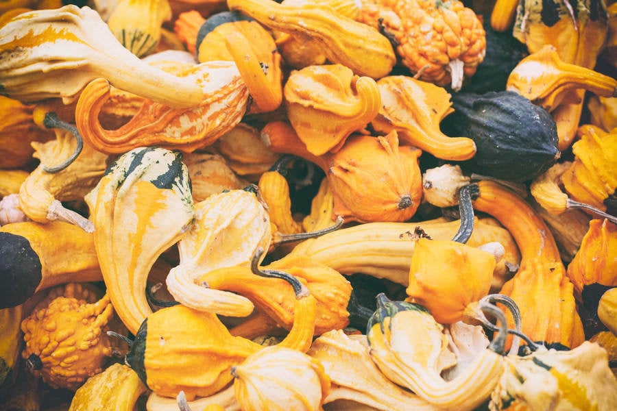 High-Angle View of a Medley of Artisan Organic Pumpkins