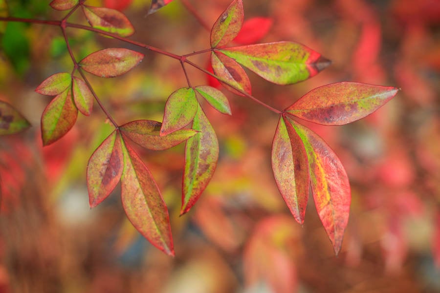 Close-Up View of Colorful Leaves in Fall Colors