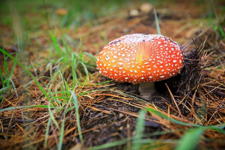 Close-Up of a Fly Agaric Mushroom in the Forest
