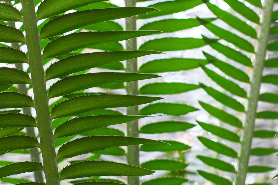 Close-Up of Green Leaves in a Botanical Garden