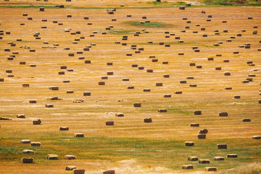 Hay Bales on a Field After Harvest