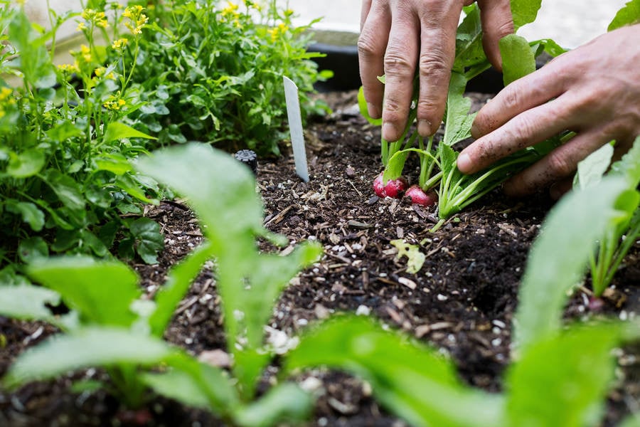 Hands of a Man Inspecting Radishes in a Garden Bed