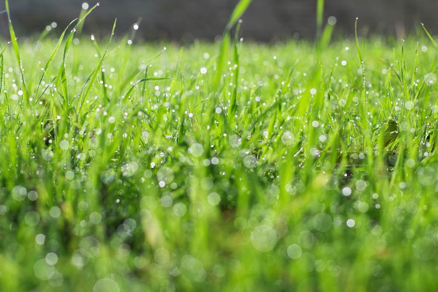 Ground-Level View of a Green Grass with Morning Dew on Its Blades