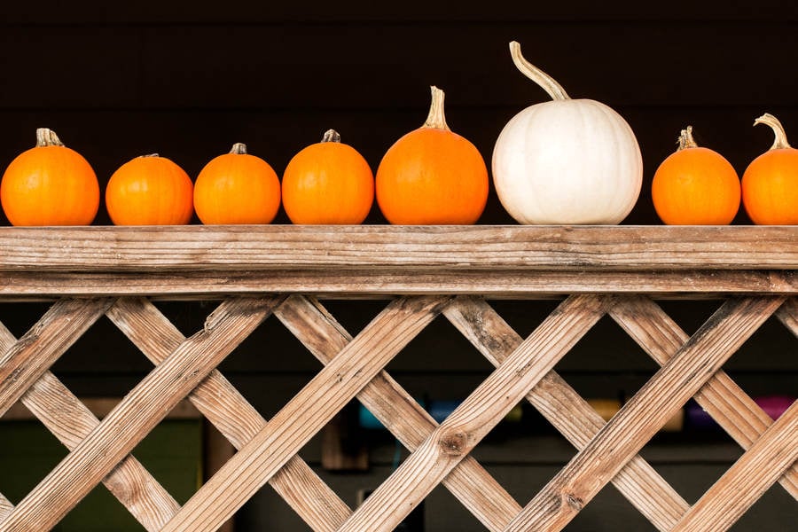 Pumpkins Stacked in a Row on Fence at Organic Farm