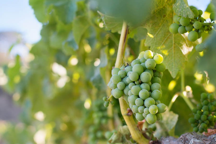 Close-Up of Wine Grapes in Vineyard
