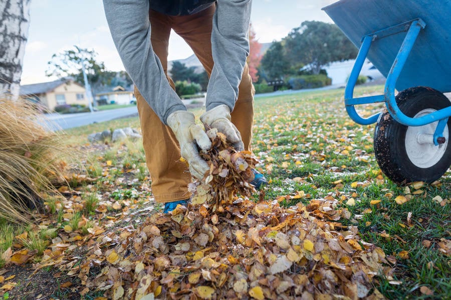 Man Gathering Leaves into a Pile on a Lawn