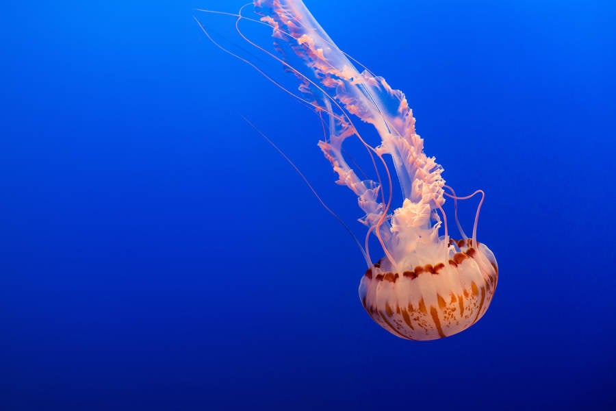 Jellyfish Floating in Water in an Aquarium Tank