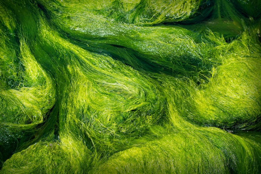 Overhead View of a Green Algae