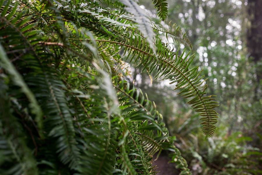 Low-Angle View of Fern Leaves Hanging by a Forest Trail