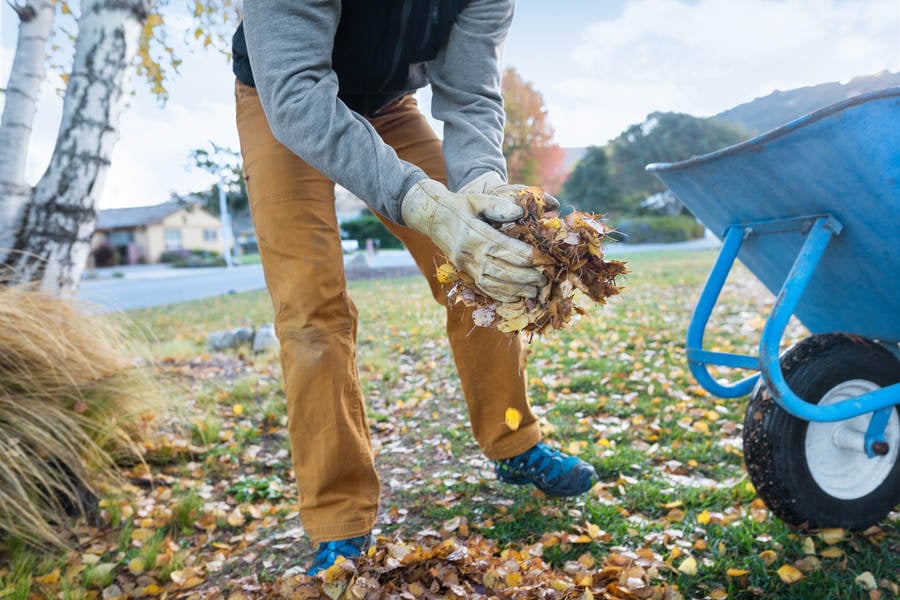 Man Moving a Pile of Leaves into a Wheelbarrow