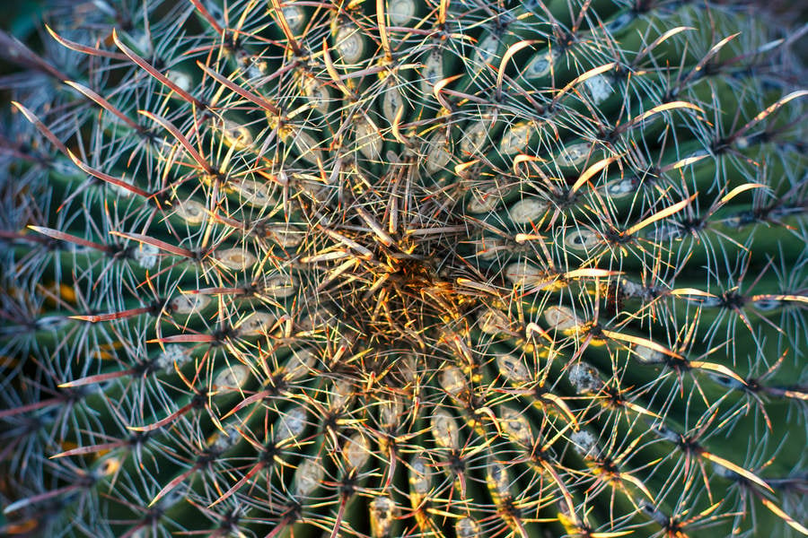 Directly from Above Close up View of a Cactus