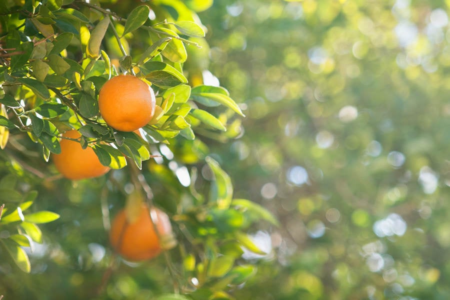 Orange Fruit Growing on a Tree