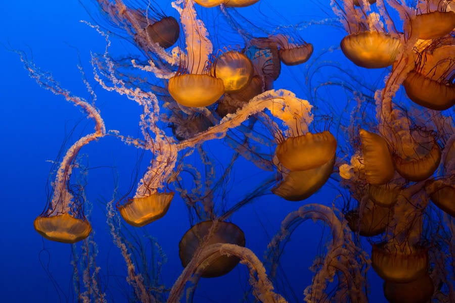 Sea Nettle Jellyfish Floating in Water in an Aquarium Tank