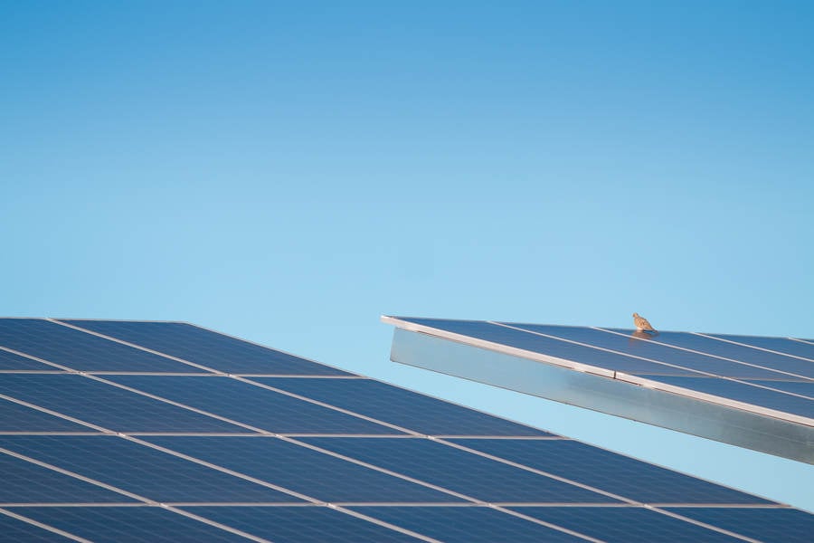 Solar Panel with a Bird Against Blue Sky