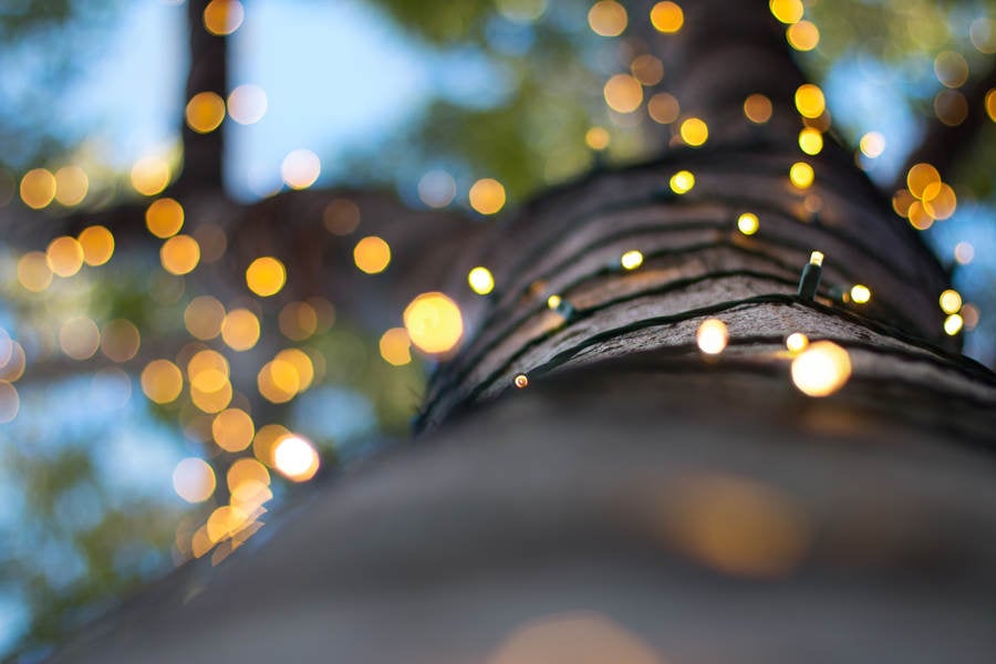 Ground-Level View of a Tree Trunk Wrapped with Lights