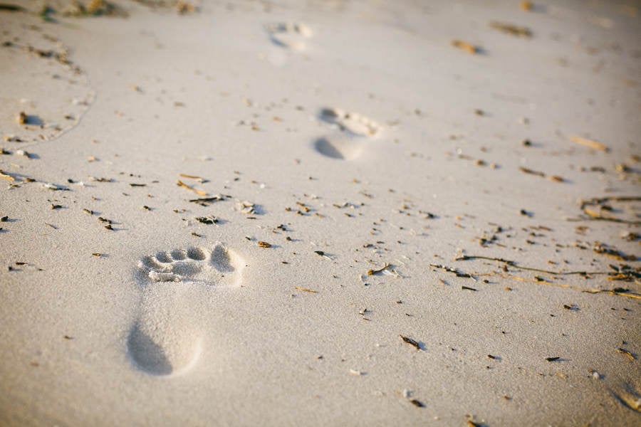 Low-Angle View of Footprints in Sand
