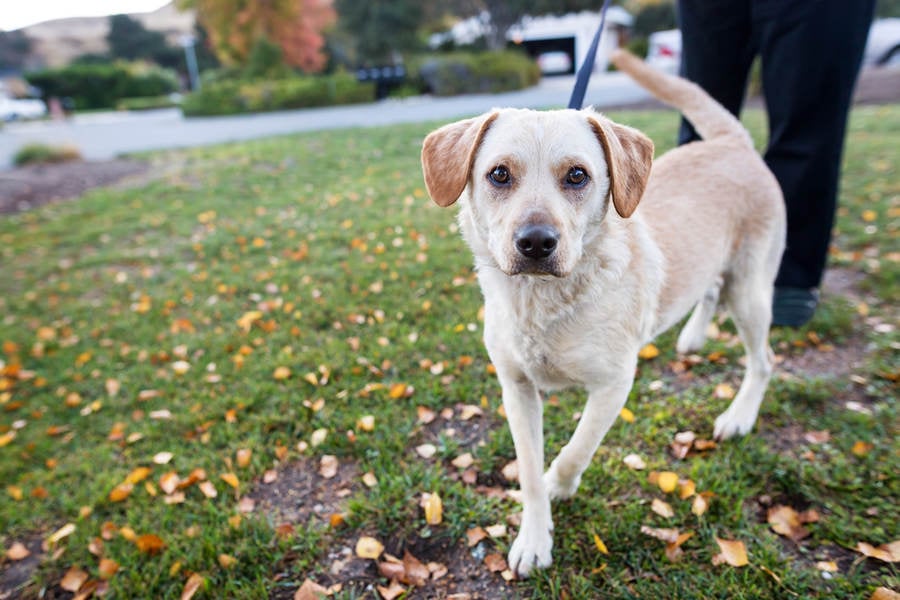 Short-Haired Dog on a Leash Walking a Fall Lawn with Fallen Leaves