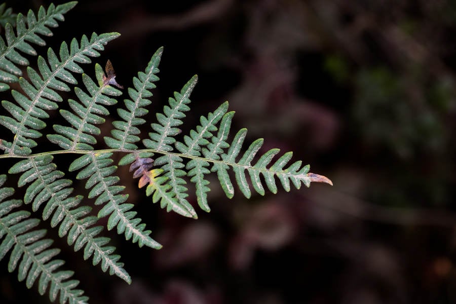 Fern with Partially Dried Leaves Against Dark Background