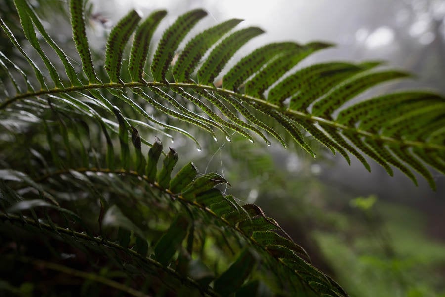 Close-Up of a Fern with Water Drops in a Misty Forest 