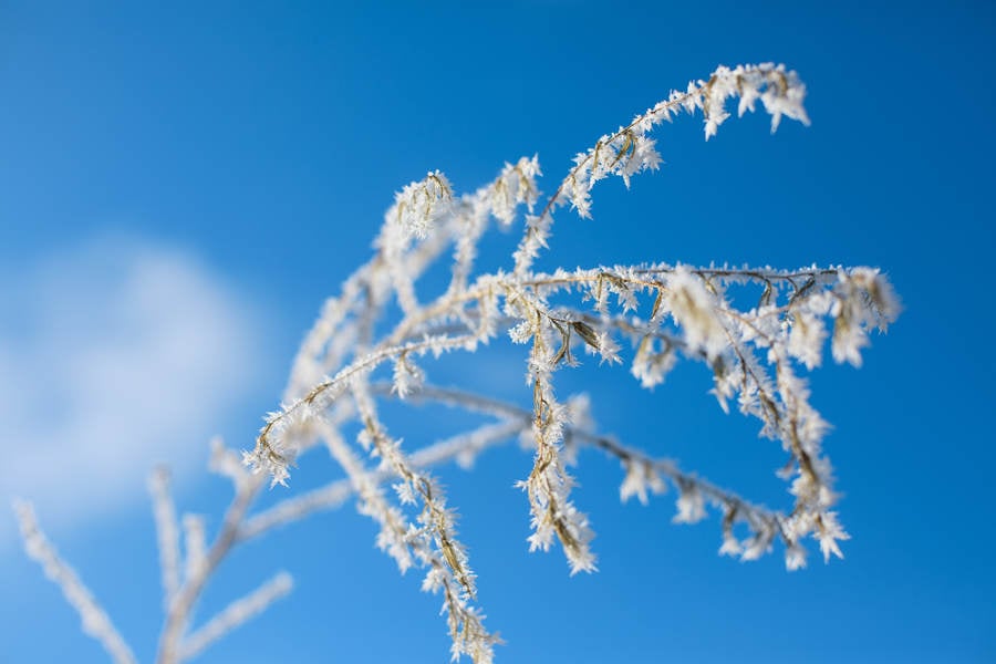 Detailed View of a Tree Branch with a Morning Frost Against Blue Sky