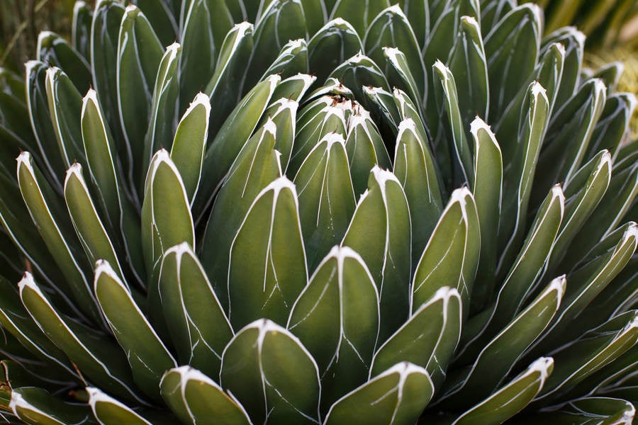 Detailed View of a Succulent Plant