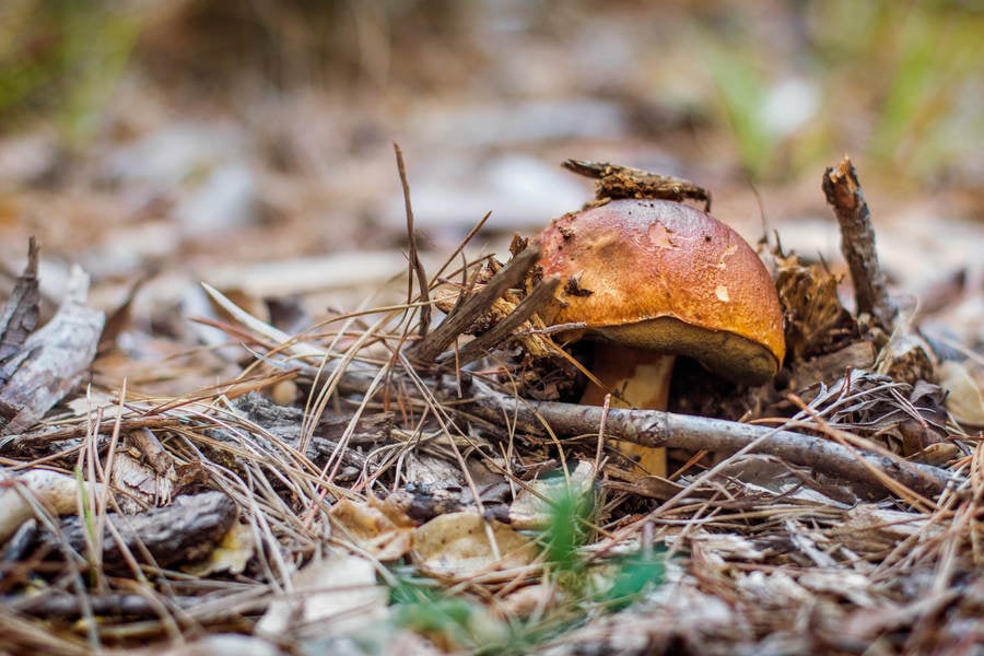 Growing Porcini Mushroom Surrounded by Needles on a Forest Floor