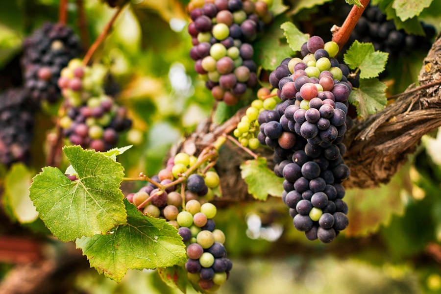 Close-Up of Wine Grapes in a California Vineyard