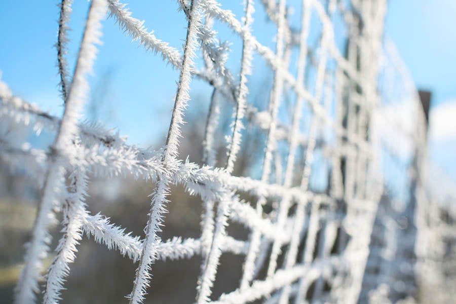 Detailed View of a Frost on a Metal Fence in the Winter