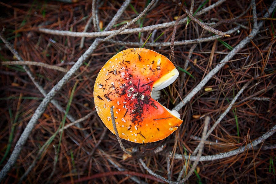 Partially Eaten Fly Agaric Mushroom Growing on the Forest Floor from Above