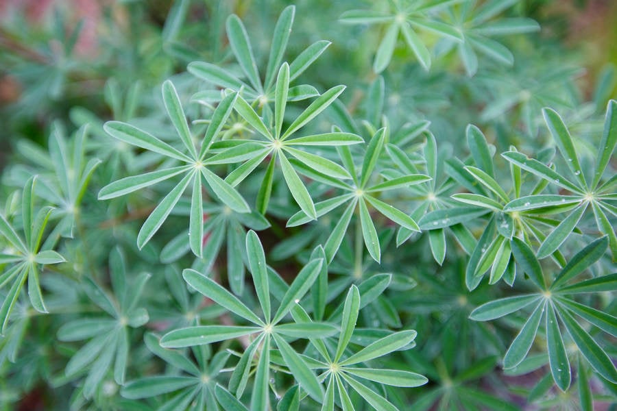 Detailed View of a Green Foliage