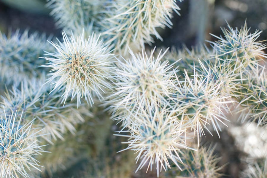 Detailed View of a Cactus in the Sonoran Desert