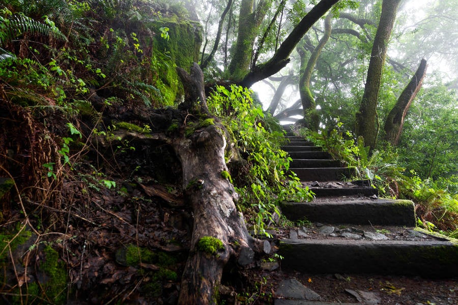 Steps Leading up in a Misty Coastal Forest