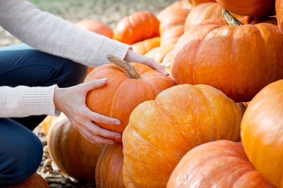Woman Selecting a Pumpkin at an Organic Farm