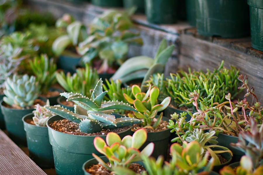 Close-Up of Potted Succulents in a Nursery