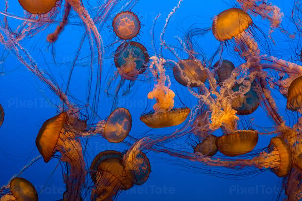 Sea Nettle Jellyfish in Water in an Aquarium Tank