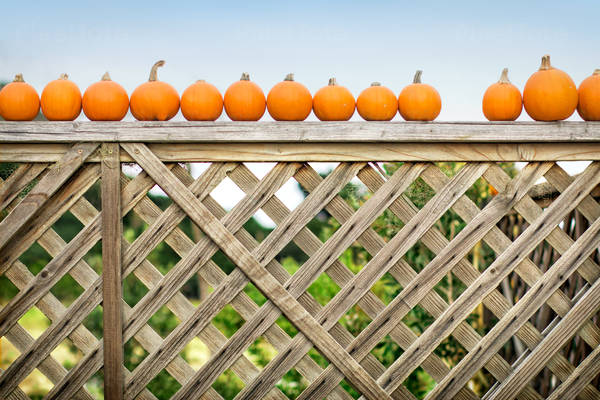 Pumpkins Stacked in a Row on Fence at Organic Farm